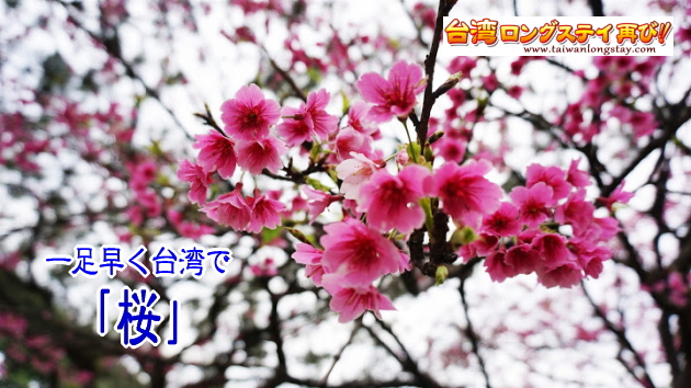 台湾の桜 時期と種類 お花見スポット 台北の桜の画像も